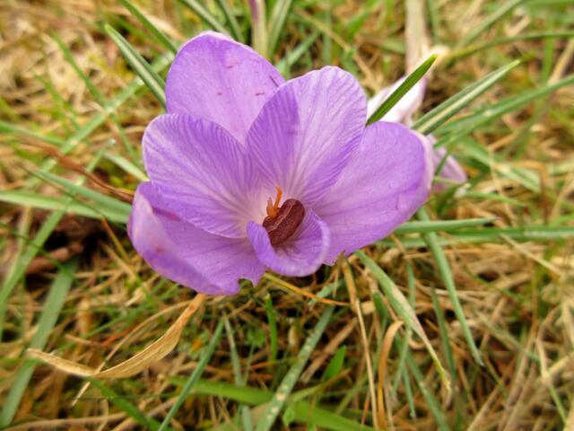 Die ein oder andere Blüte war dann doch offen, als wir nach ca. 5 Stunden wieder auf dem Krokusweg zurück waren.