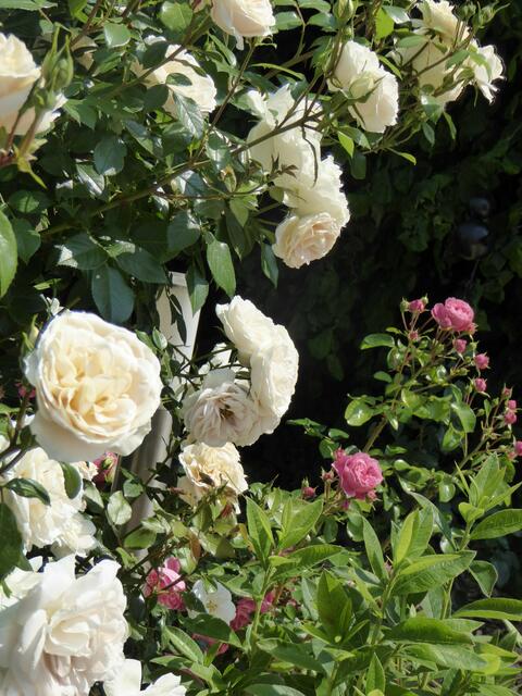 Die Rosen bei Gartenredakteurin Ulrike Kübelwirth. | Foto: Marita Käckenmeister