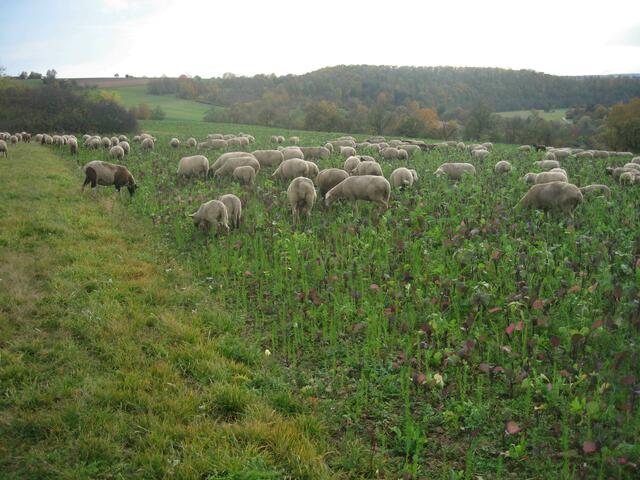 Lebendig-ruhiges Jagsttal bei Herbolzheim mit Blick nach Süden auf Jagsthälde, Jagsttalradweg, Zuckerbüchse Offenau rechts am Horizont, Hohe Straße mit Friedenskreuz links am Horizont und vorne links, einträchtig nebeneinader, die Lämmerzwillinge mit bereits 5 Monaten beim verspeisen des frischen Gründüngers. Wenn alle Köpfe unten sind freut sich der Schäfer.