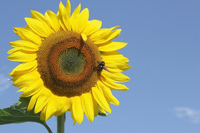 Sonnenblume für den Frieden 3