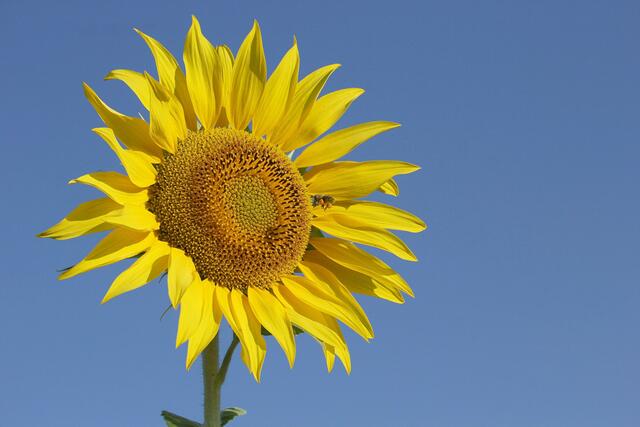 Sonnenblume für den Frieden 2