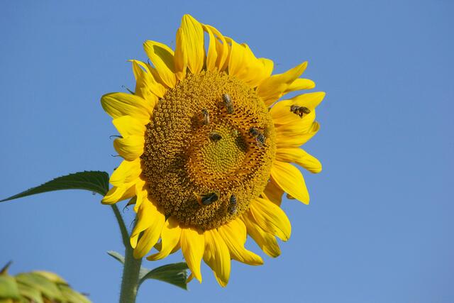 Sonnenblume für den Frieden 1