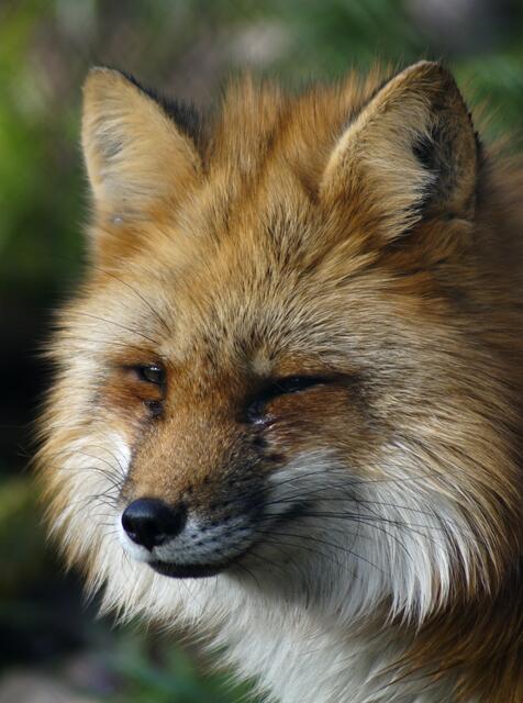 Rotfuchs