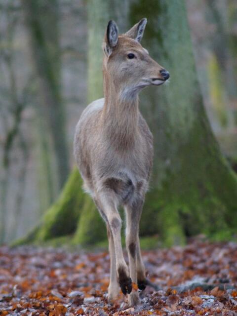 Damwild