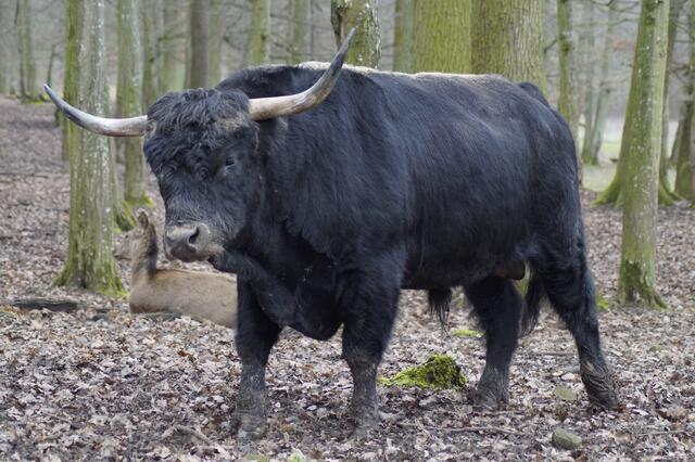 Auerochse (Nachzüchtung)