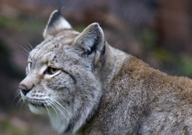 Luchs