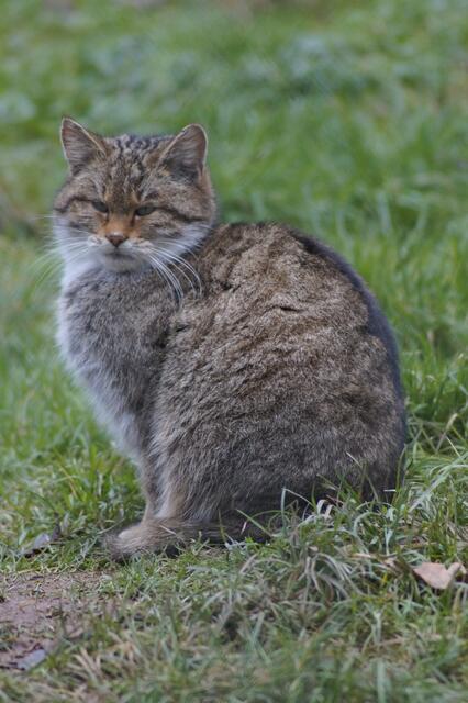 Wildkatze