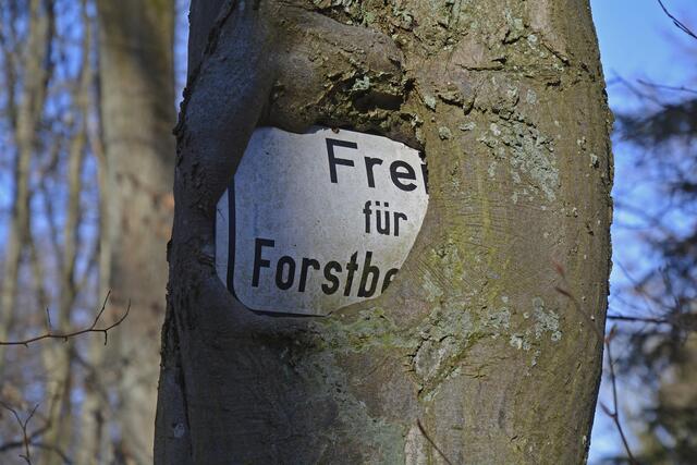 Kaum zu glauben! Der Baum hat das Schild schon fast komplett eingenommen. | Foto: Michael Harmsen