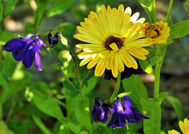 Akelei und Calendula