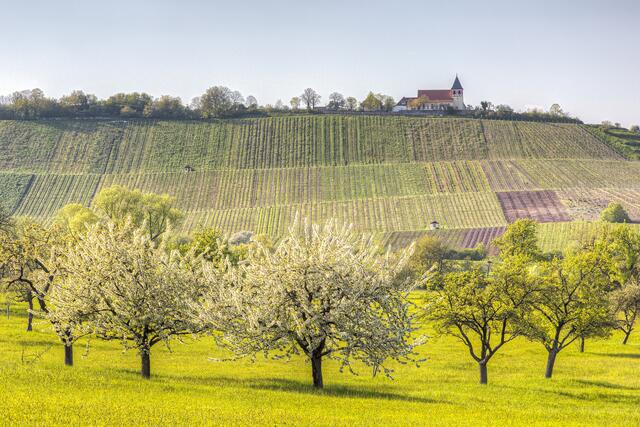 Frühling am Michaelsberg