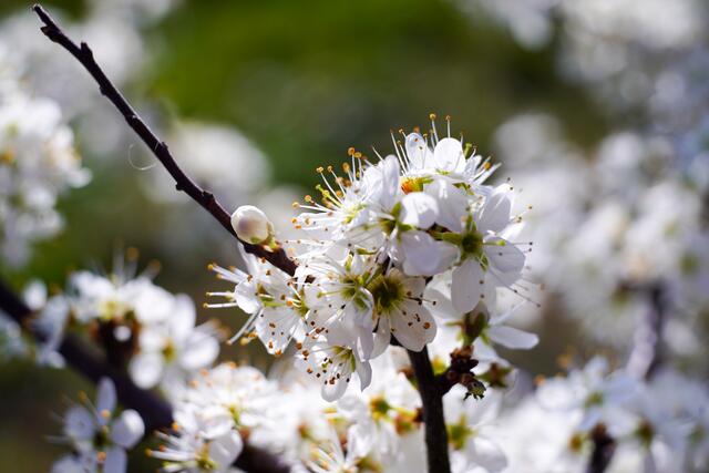 Schlehenblüten