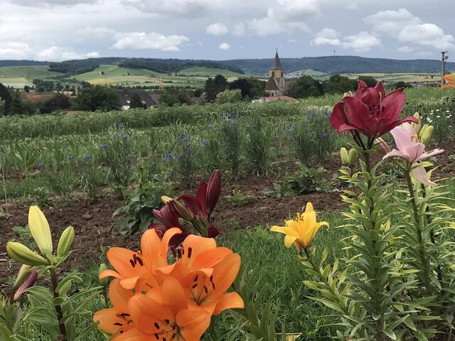 Meimsheimer Kirche und Blick ins Zabergäu