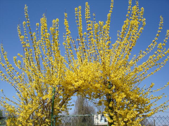 Der Frühling ist da