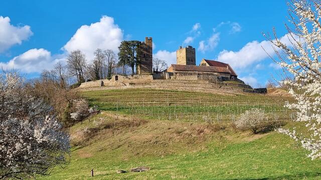 Burg Neipperg im Frühling 2022