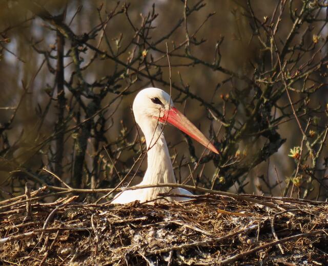 sicher und geborgen im Nest