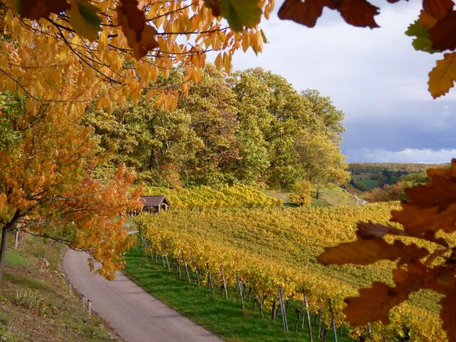 Traumhaft bunter Herbst am Zweifelberg