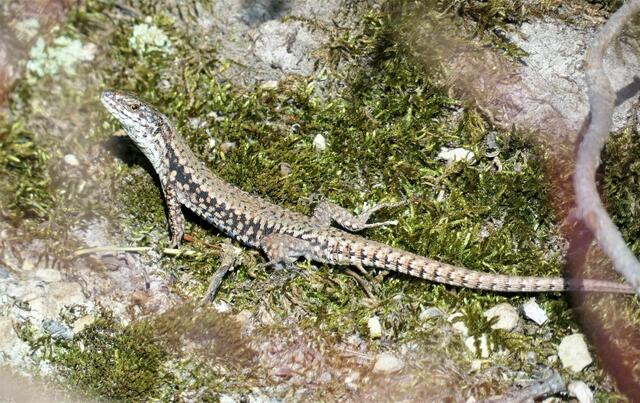 Viele Eidechsen genießen die Wärme neben dem sonnigen Pfad am Krapfen