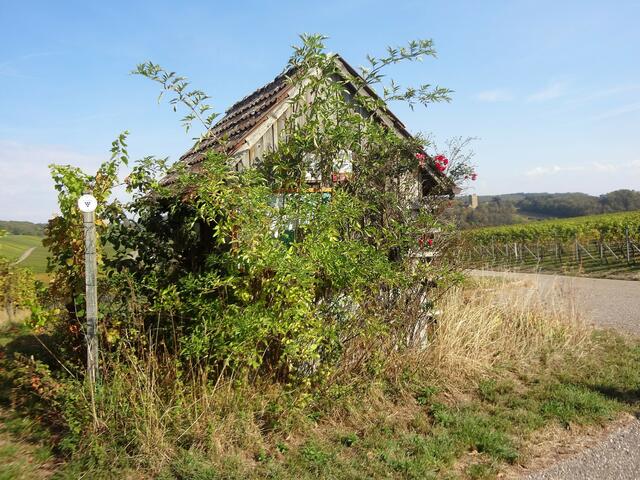 Ein zugewachsenes kleines Weinberghäuschen steht am Wegesrand