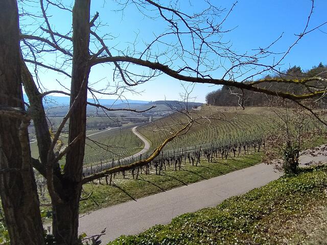 Frühlingserwachen am Zweifelberg. Vom Pfad oberhalb des Weinbergsträßchens lassen sich Sonne und Ausblicke wunderbar genießen