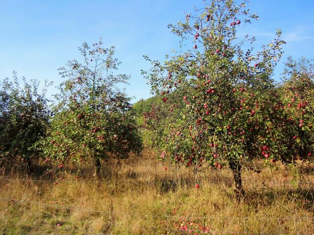 Später führt der Wanderweg durch Streuobstbaum-Wiesen. Hier ist im Herbst reiche Ernte angesagt