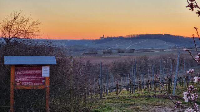 Sonnenuntergang im Weinberg bei Neipperg, im Hintergrund Schloss Stocksberg