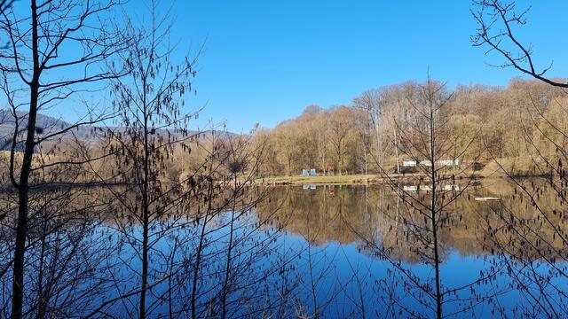 Katzenbachse im Februar Morgenlicht 1