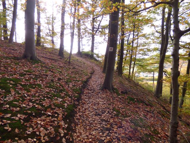 Weiche Waldpfade und -wege führen durch einen schönen und erholsamen Wald
