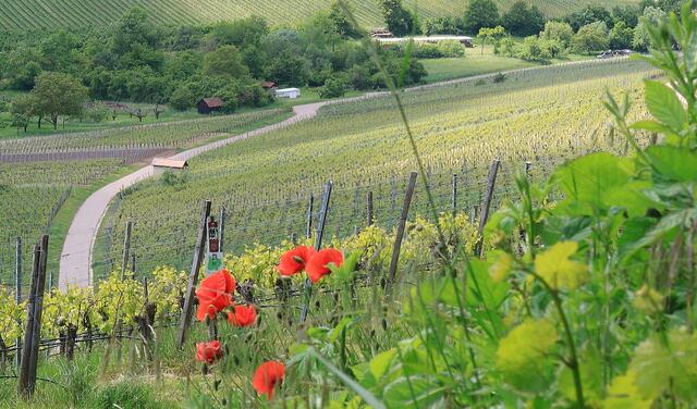 Brackenheim am Zweifelsberg