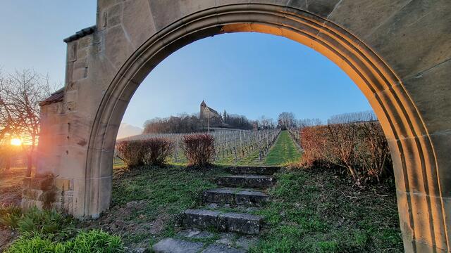 Goldene Stunde  im Weinberg bei Stockheim,  Hintergrund Schloss Stocksberg