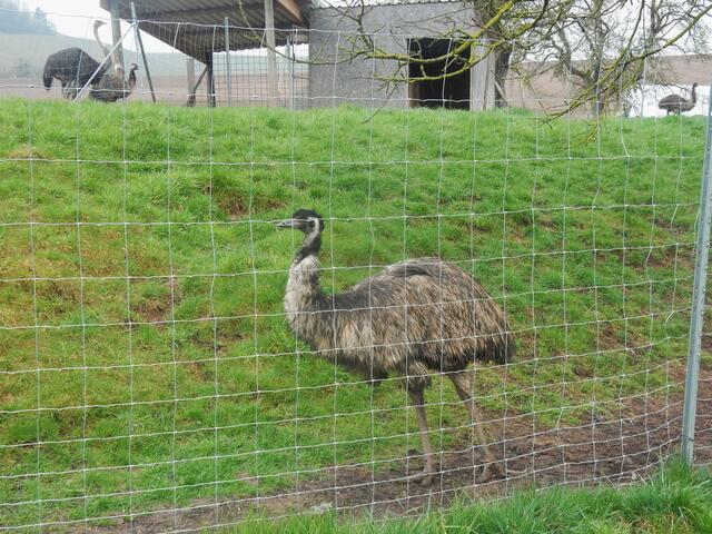 Emus haben wir auch gesehen