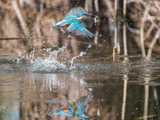 Fisch gefangen