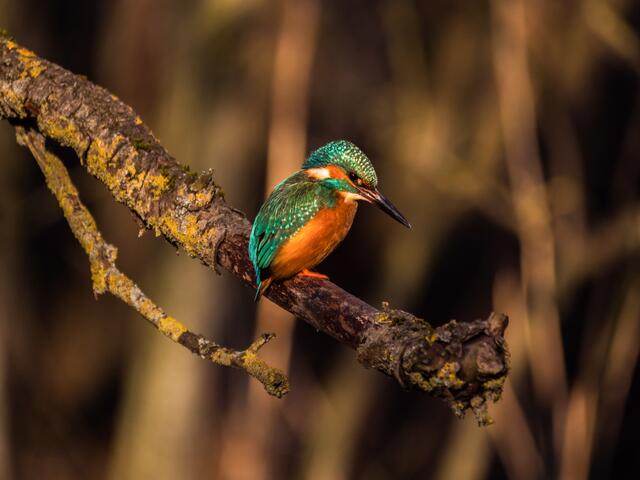 in der Abendsonne