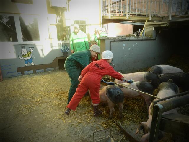 Schweine waschen.
