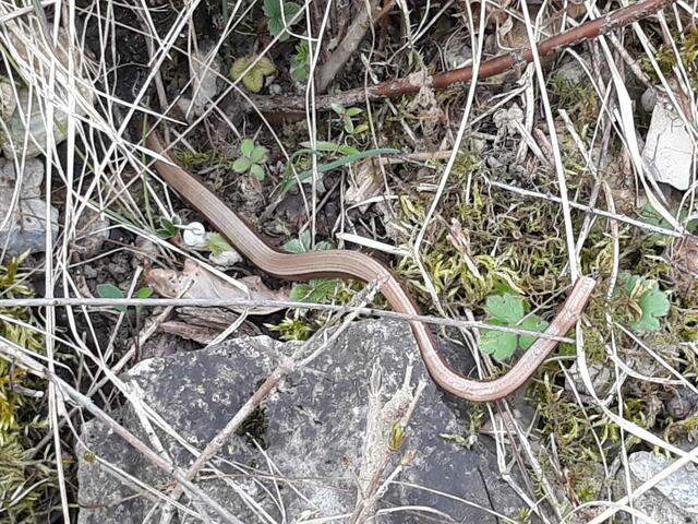 Blindschleiche