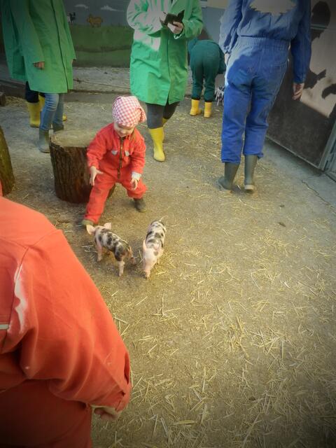 Beim Ferkel einfangen.