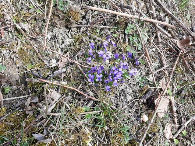 Frühlingsbote Veilchen