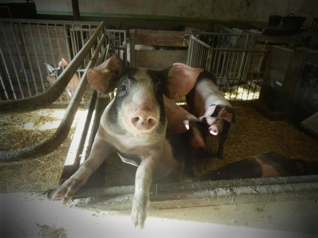 Ein vorwitziges Schwein.