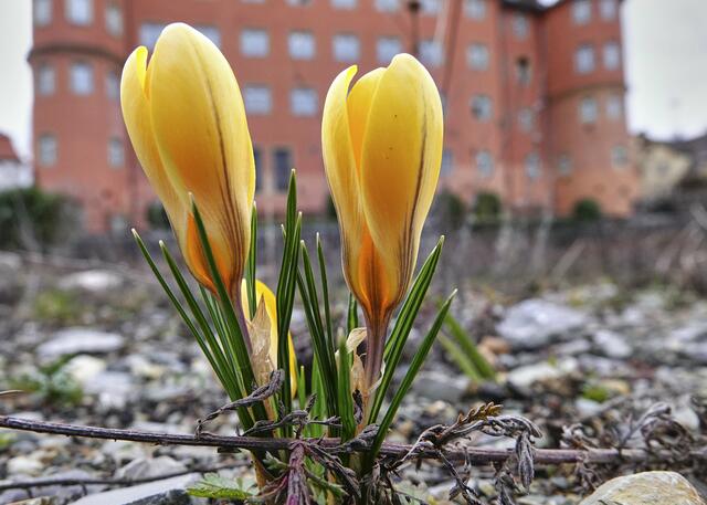 Eine ganz besondere Kraft lässt Pflanzen jedes Jahr neu entstehen