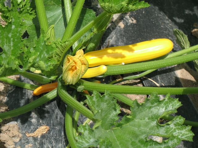 ....... lässt Zucchini wachsen