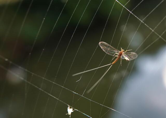 Die (Klebe)Kraft der Natur kann auch mal gefährlich werden