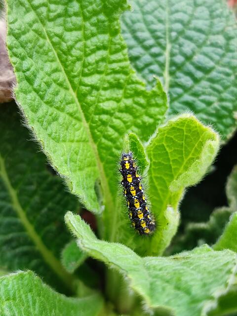 zuerst Raupe dann Schmetterling Kleiner Fuchs