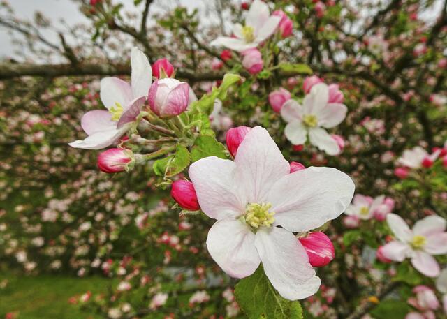 Die Kraft des Frühlings drückt sich in unzähligen Blüten aus