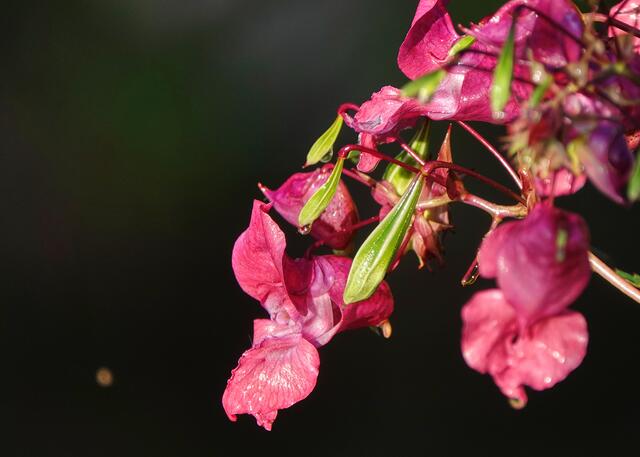 Die explosive Kraft des Springkrauts