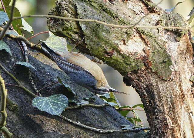 Mit viel Kraft in den Beinen kann der Kleiber Bäume rauf und runter laufen