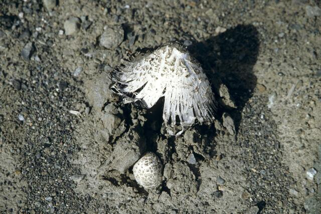 Schopftintling durchbricht den Straßenbelag 1