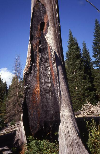 zerstörerische Kraft der Natur: Blitzschlag