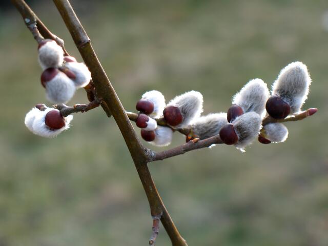 die Kätzchen haben die Hüllen gesprengt 2