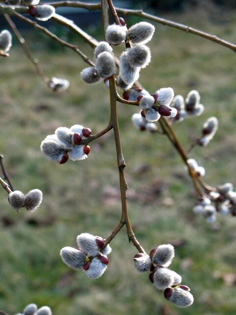 Die Kätzchen haben die Hüllen gesprengt 1