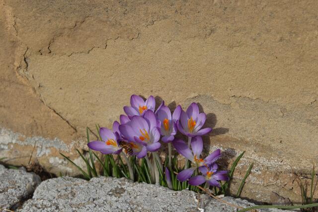 Krokusse zwängen sich durch