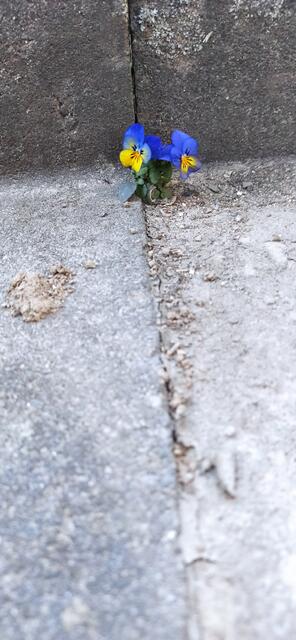 So klein und doch so stark